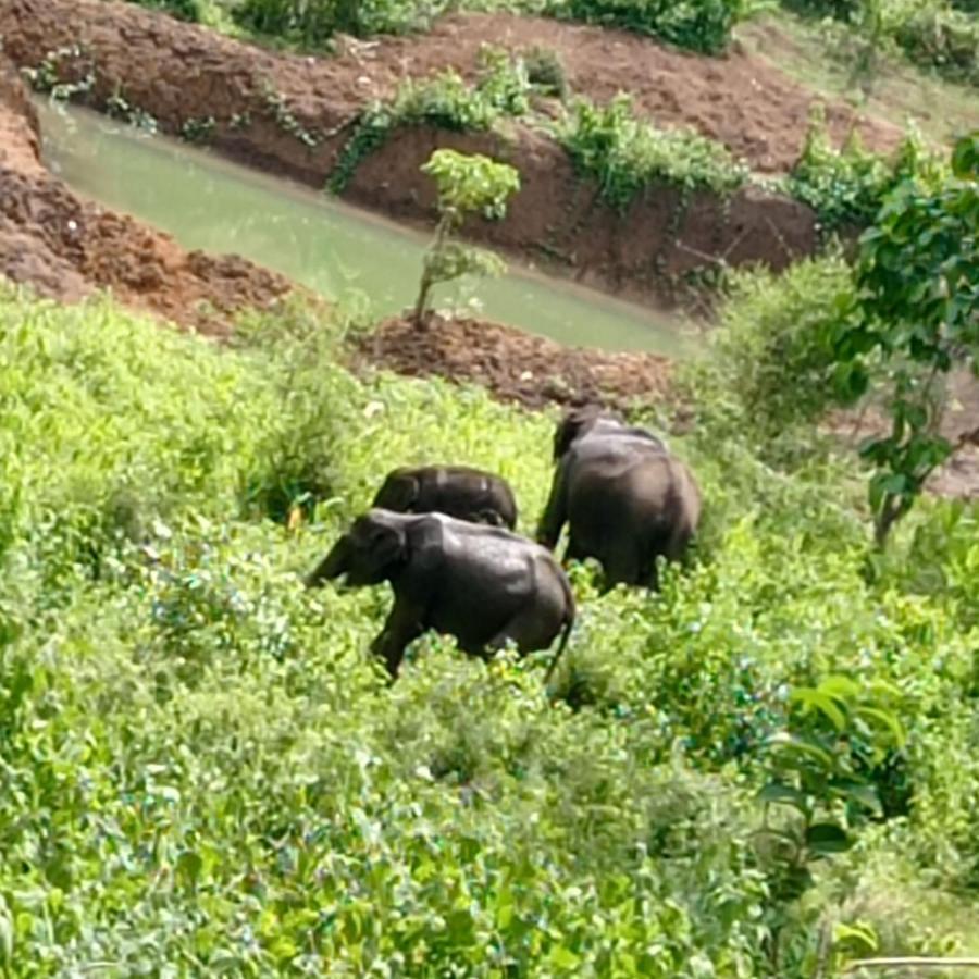 Kuruva Shoreline Wayanad Chegat Ngoại thất bức ảnh