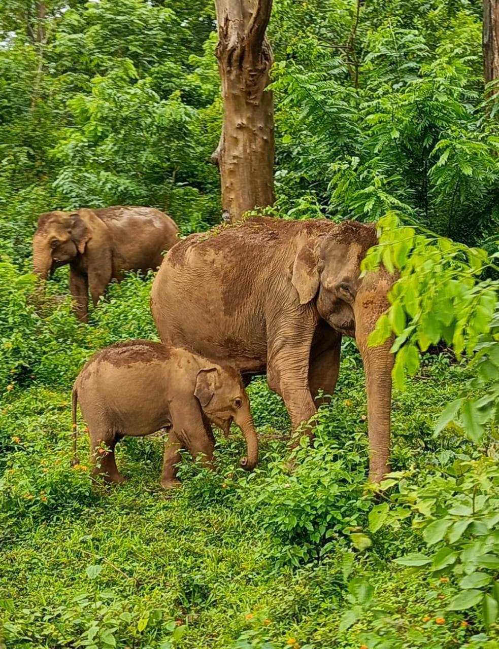 Kuruva Shoreline Wayanad Chegat Ngoại thất bức ảnh