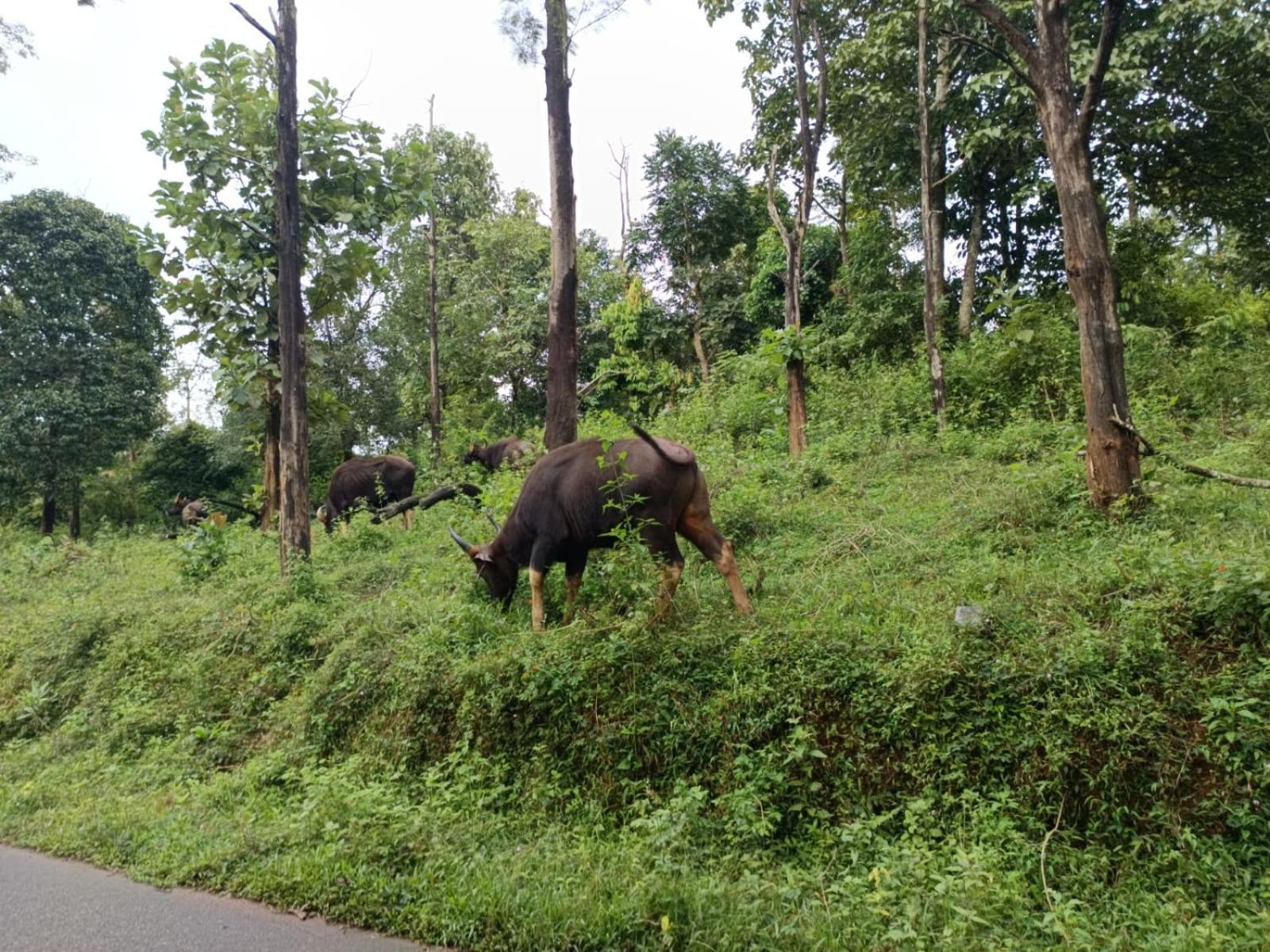 Kuruva Shoreline Wayanad Chegat Ngoại thất bức ảnh