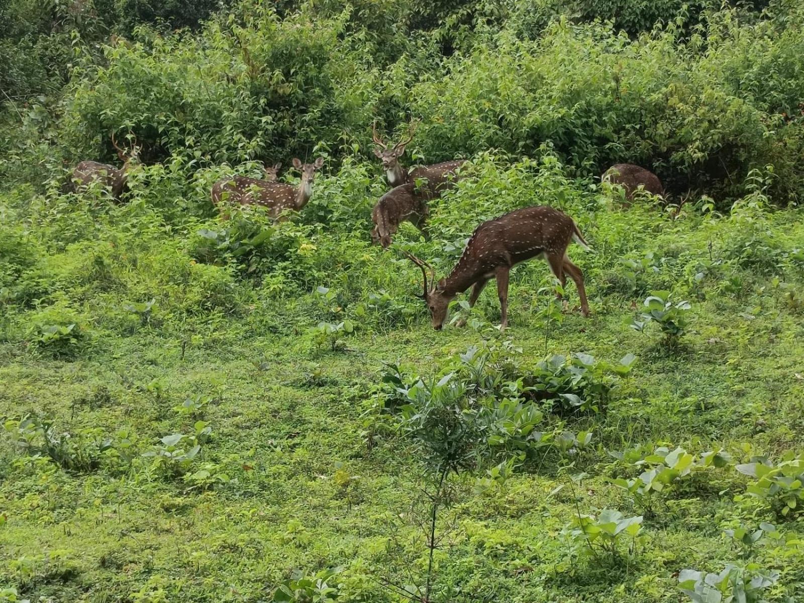 Kuruva Shoreline Wayanad Chegat Ngoại thất bức ảnh