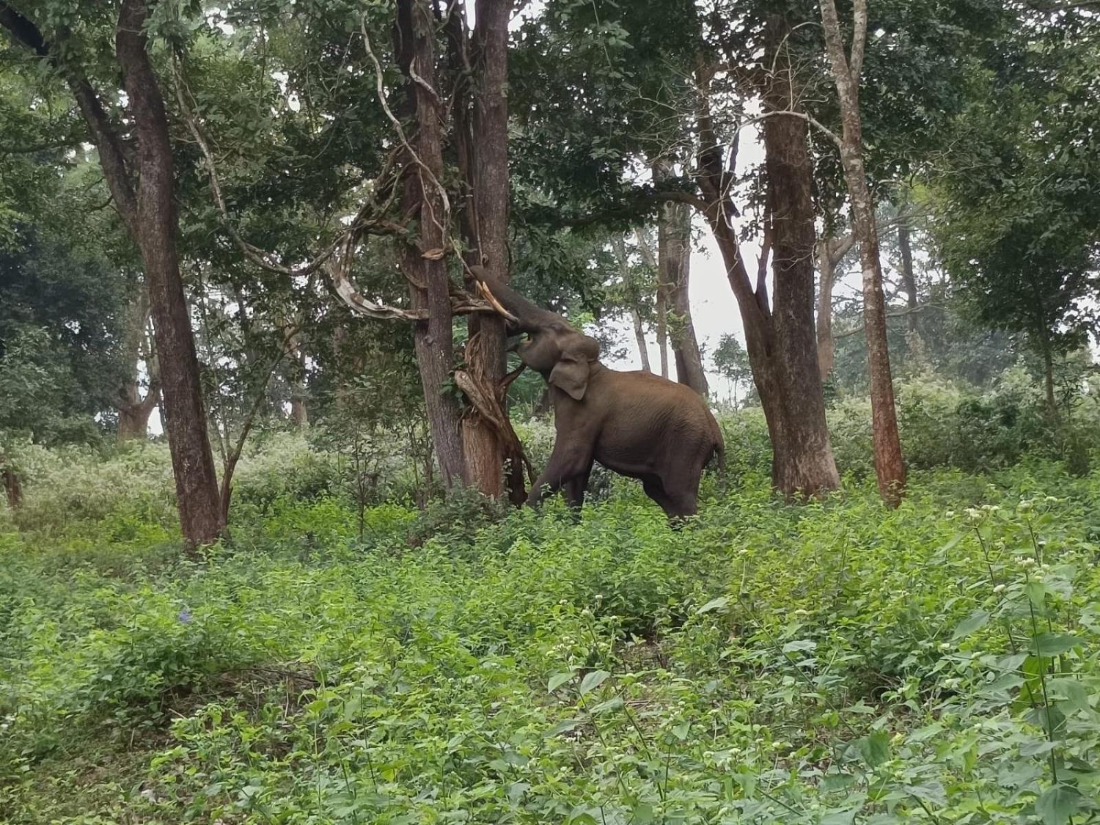 Kuruva Shoreline Wayanad Chegat Ngoại thất bức ảnh