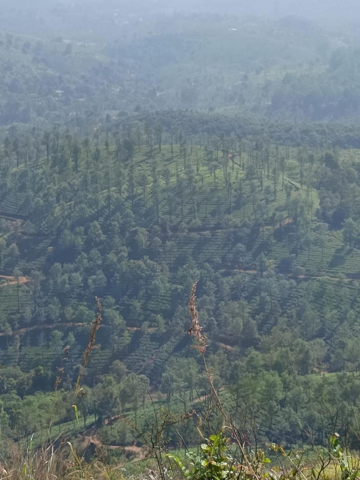Kuruva Shoreline Wayanad Chegat Ngoại thất bức ảnh